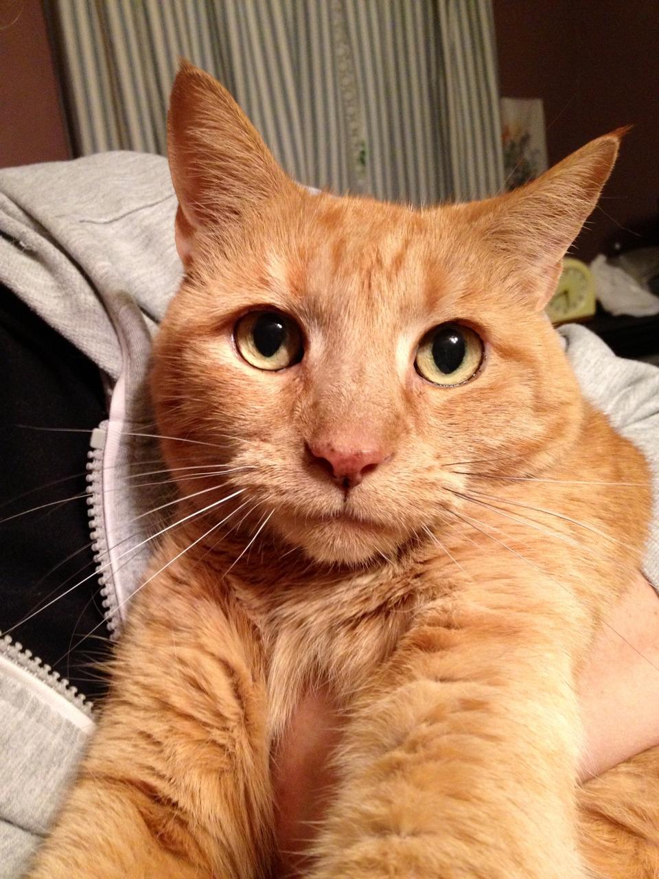 Cat MTU2ODYyNQ