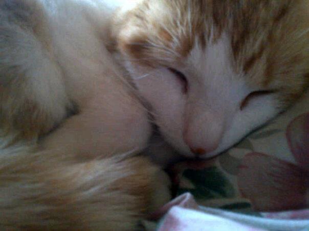 Cat MTU2OTU5OA