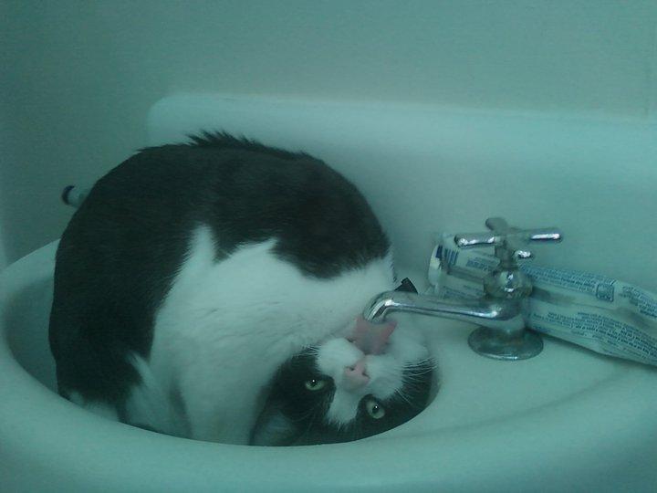 Cat MTU3MTQ2NQ