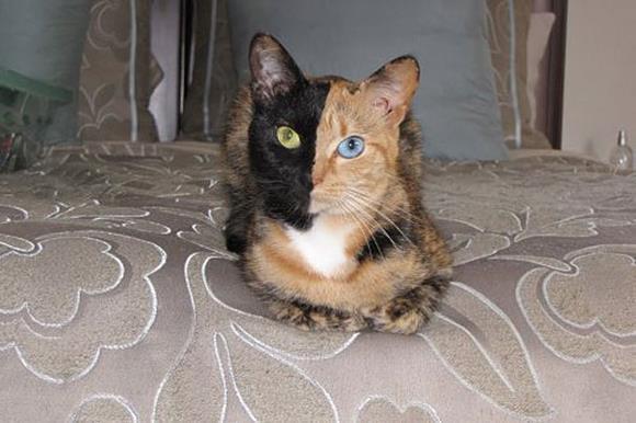 Cat MTU3NDQ3OQ