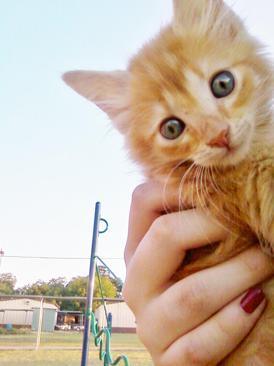 Cat MTU3NDgxNA