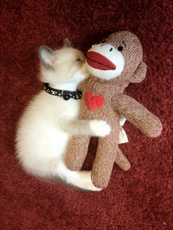 Cat MTU3NTY3Nw