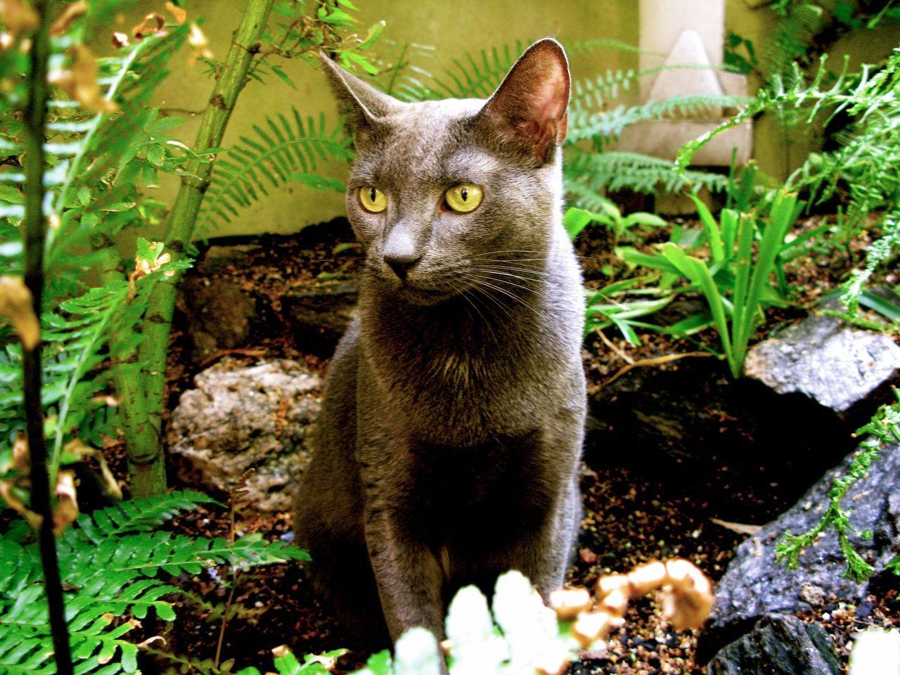 Cat MTU3Njg1Mg