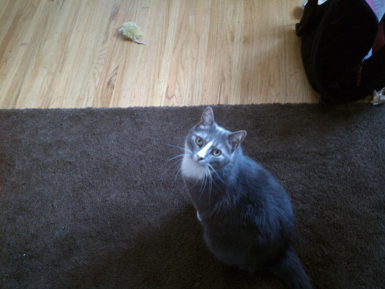 Cat MTU3NzIzNw