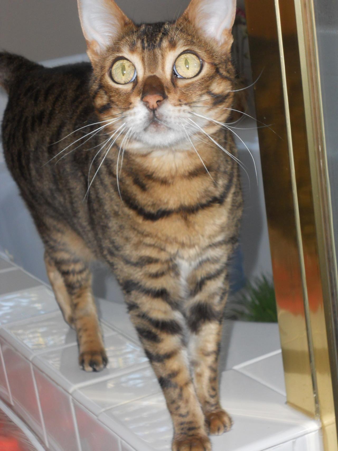 Cat MTU3NzQ4OA