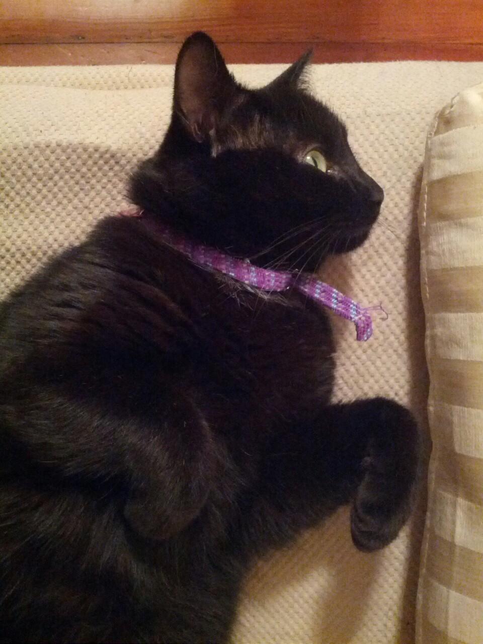 Cat MTU3OTc2NQ