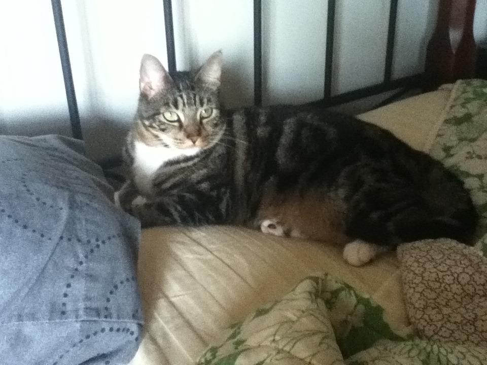 Cat MTU4MDIyNw