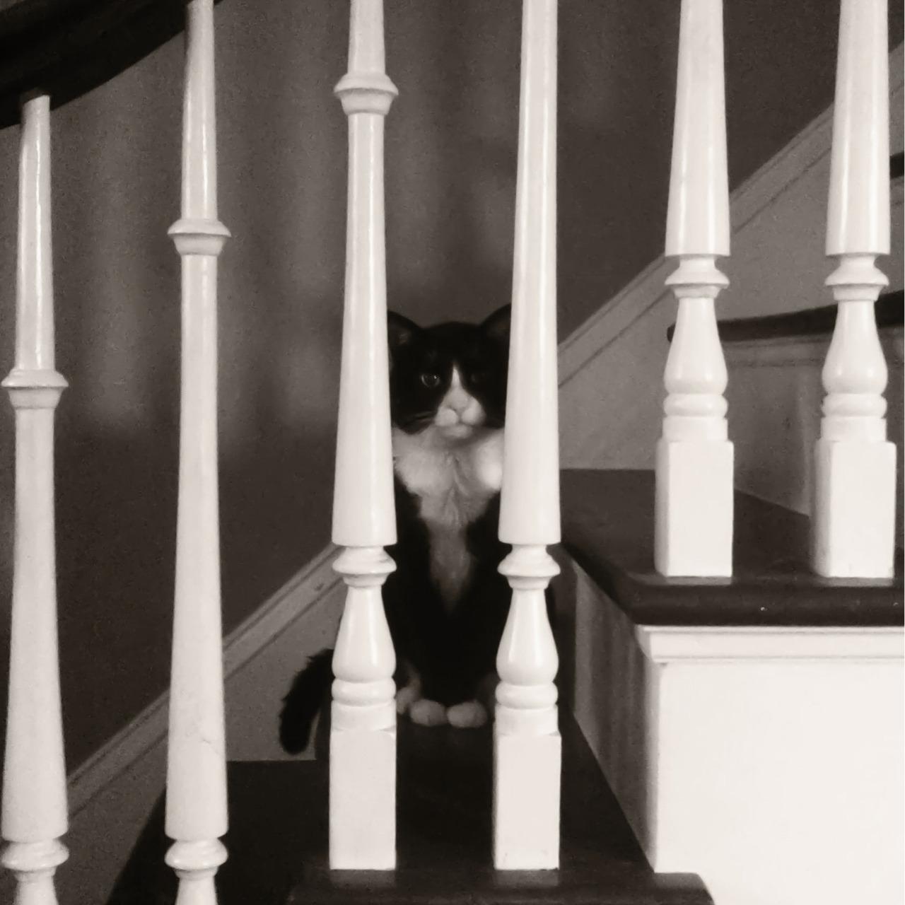 Cat MTU4MDQxMQ