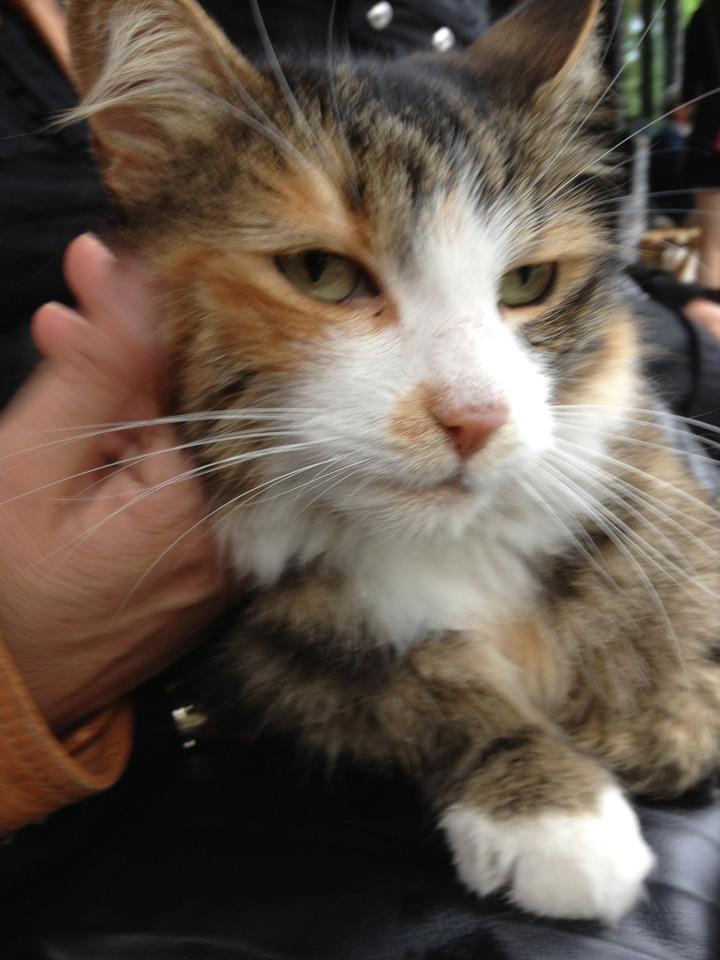 Cat MTU4MTA1Mg