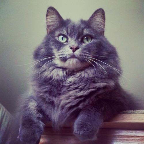 Cat MTU4MTkzNg