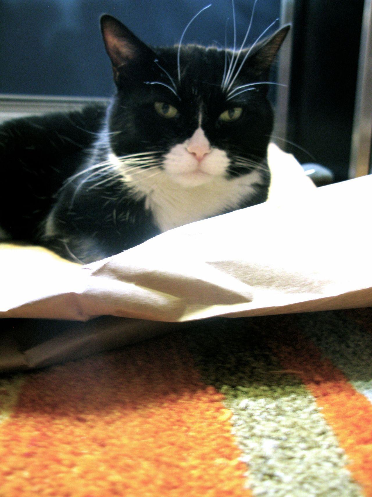Cat MTU4NTQ2MA