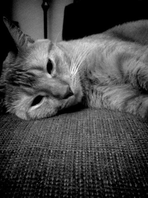 Cat MTU4NjcyMg