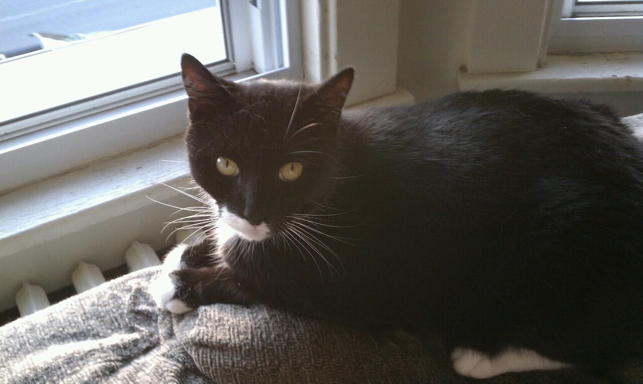 Cat MTU4ODIyNw