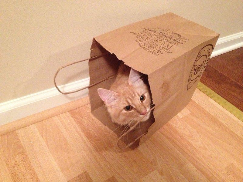 Cat MTU5MzAxNA