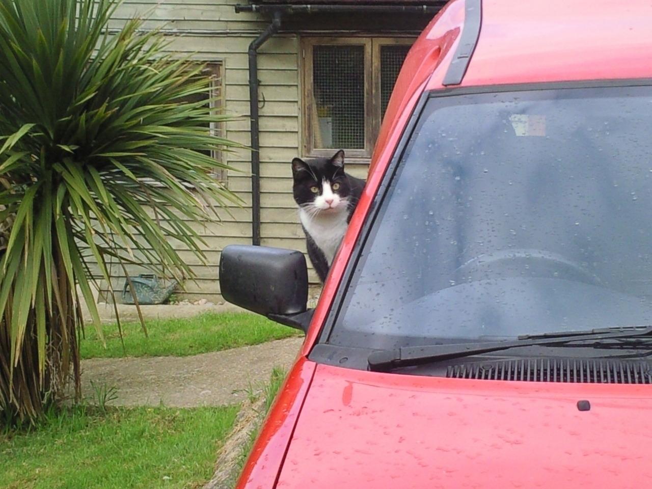 Cat MTU5NjA4OA