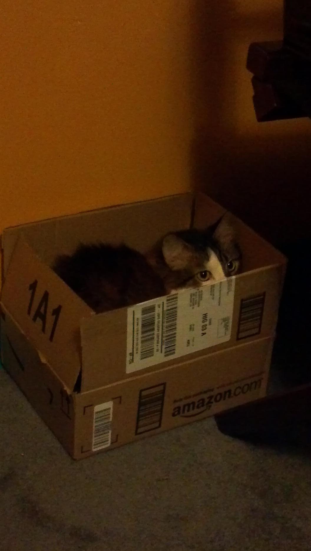 Cat MTU5NzU3Ng