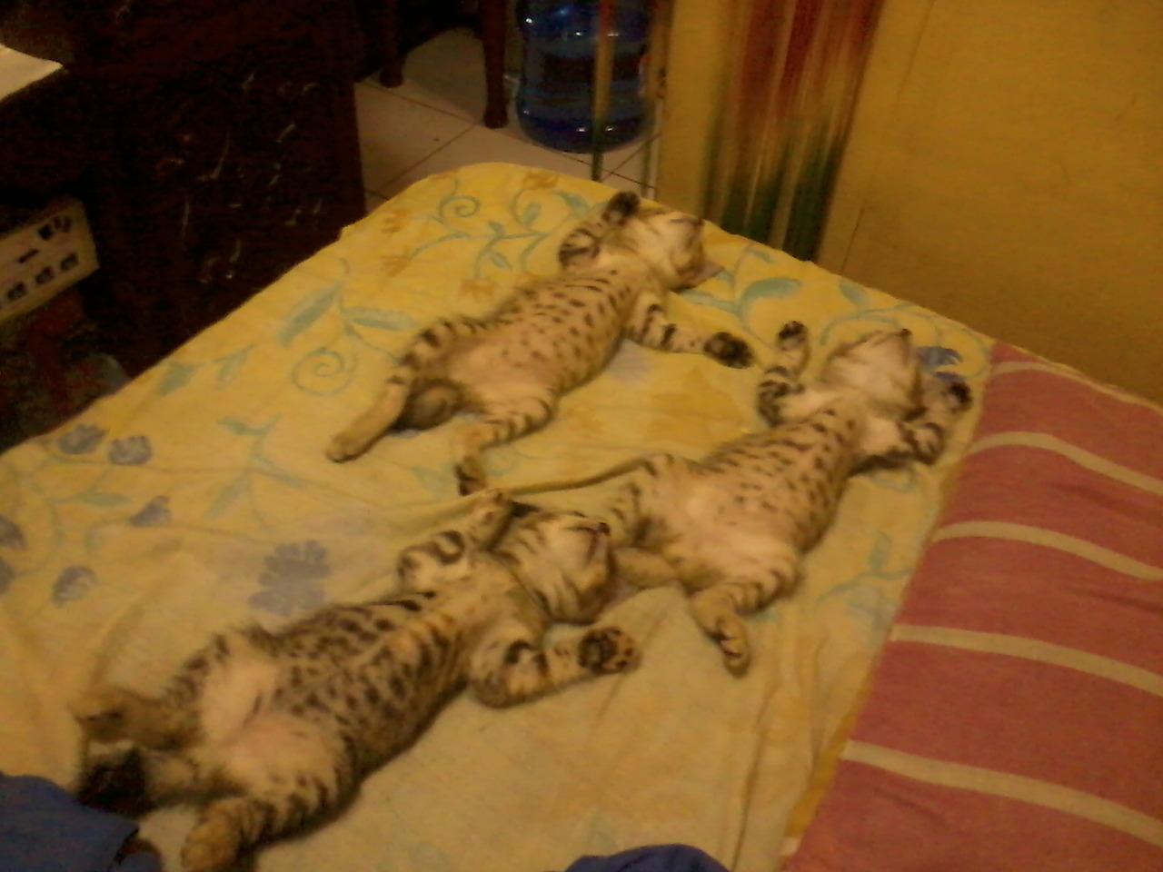 Cat MTU5OTE4NA