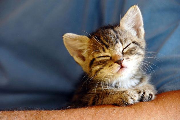 Cat MTUwMDE5MA