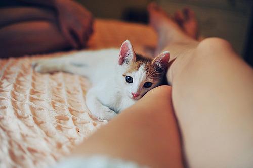 Cat MTUwMDU4MA