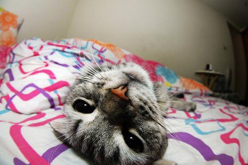 Cat MTUwMDg4NQ