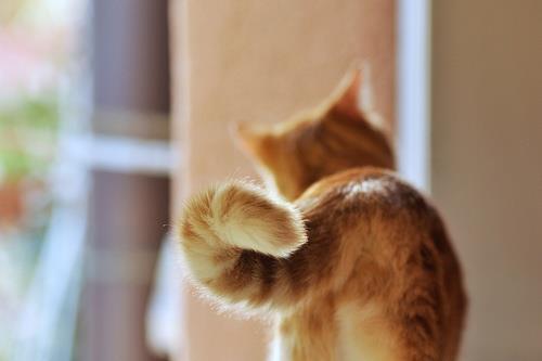 Cat MTUwMTQwOQ