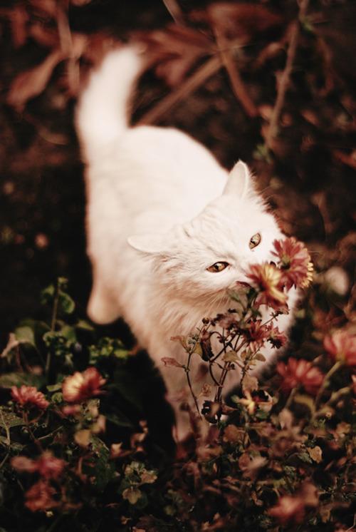Cat MTUwMjE4NA