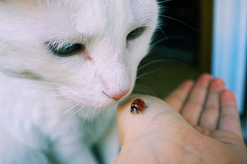 Cat MTUwMjU0OQ
