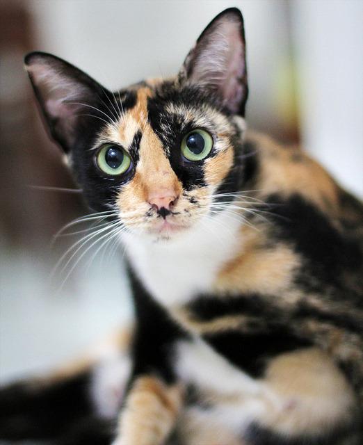 Cat MTUwMjYzMg