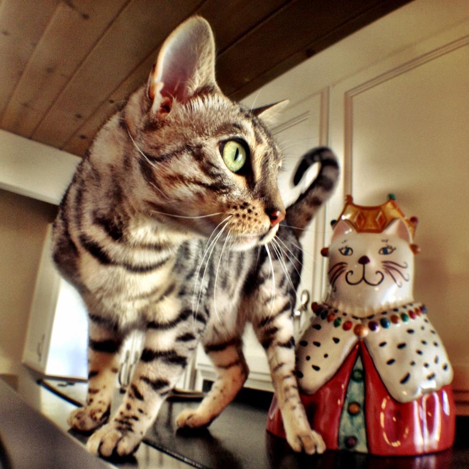 Cat MTUwMzI3Mg