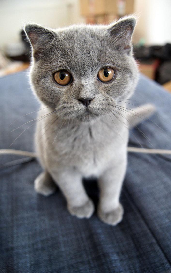 Cat MTUwNDU2Mg