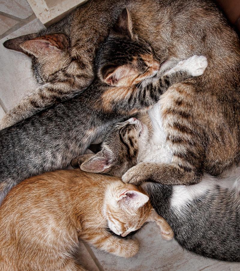Cat MTUwNTQxOQ