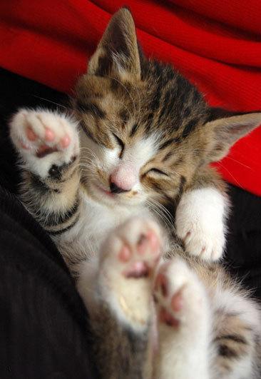 Cat MTUwNjE4MQ