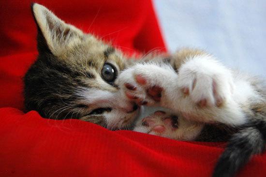 Cat MTUwNjM3OQ