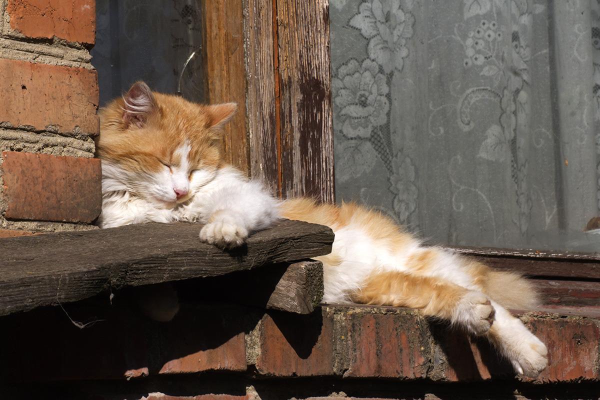 Cat MTUwNjcwMQ