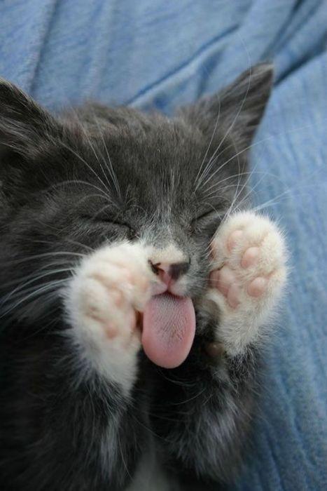 Cat MTUwNzgxNQ