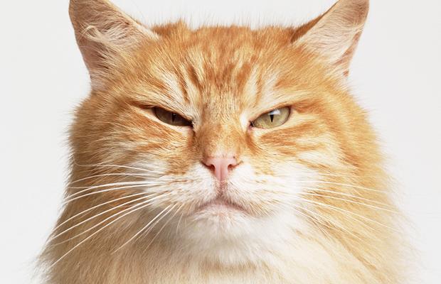 Cat MTUwODA5NQ