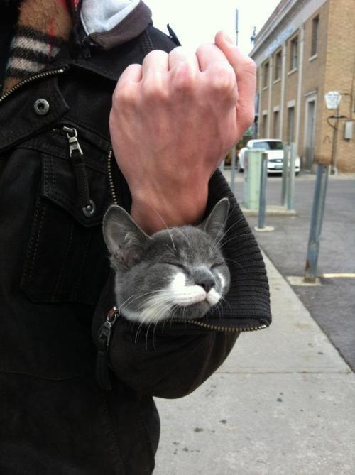 Cat MTUwOTAzOA