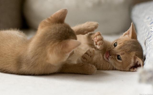 Cat MTUwOTQzMw