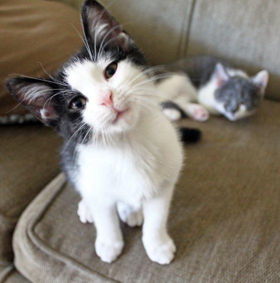 Cat MTUwOTkwMw