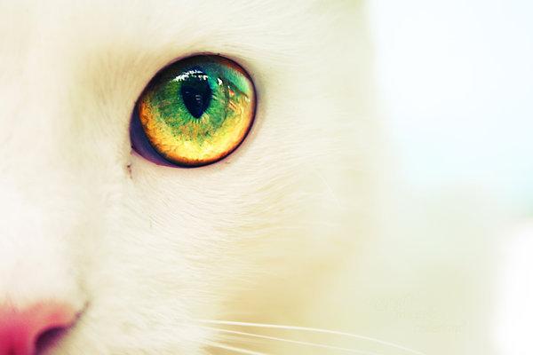 Cat MTUxMTkxNg