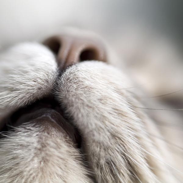 Cat MTUxMjI4NQ