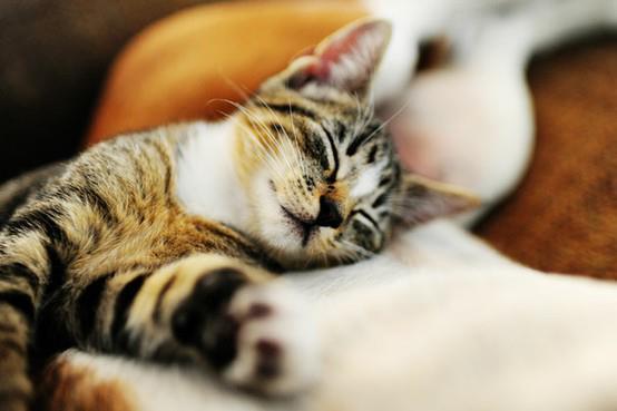 Cat MTUxMjcxNw
