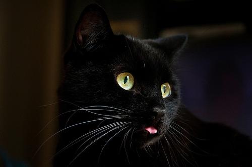 Cat MTUxMzEzNg