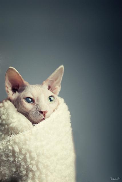 Cat MTUxNTQwNQ
