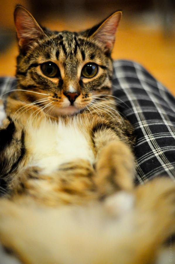 Cat MTUxNzUyNA