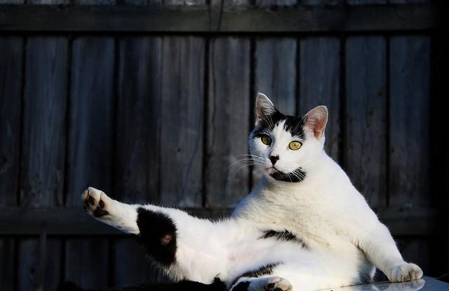 Cat MTUxODcxMQ