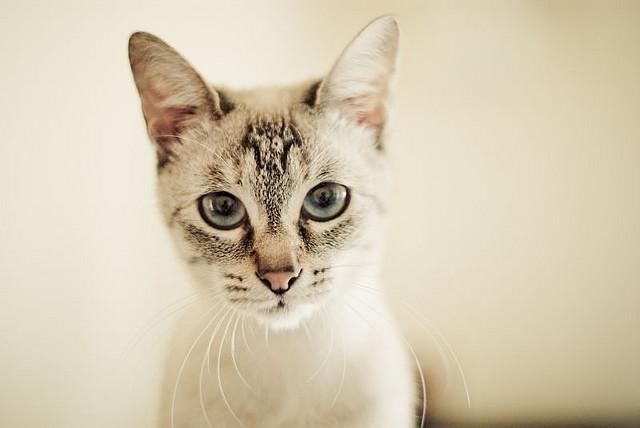 Cat MTUyMDk3Ng