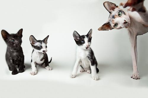 Cat MTUyMTIyNQ