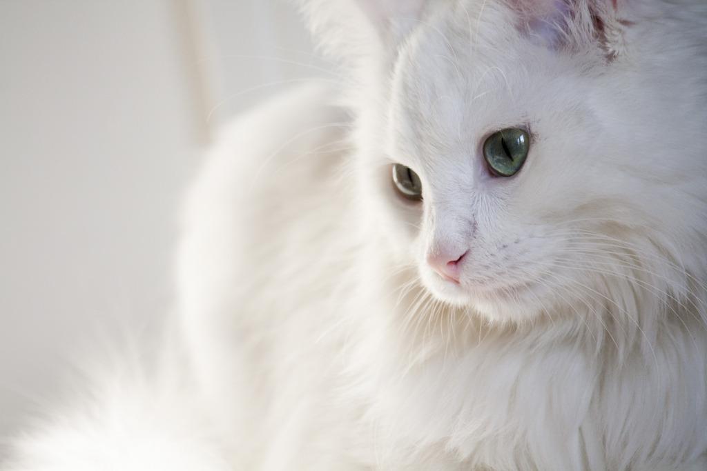 Cat MTUyMzExNg