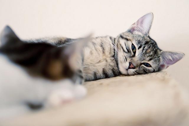 Cat MTUyMzY4Mw